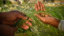 Teff Grown by Researchers