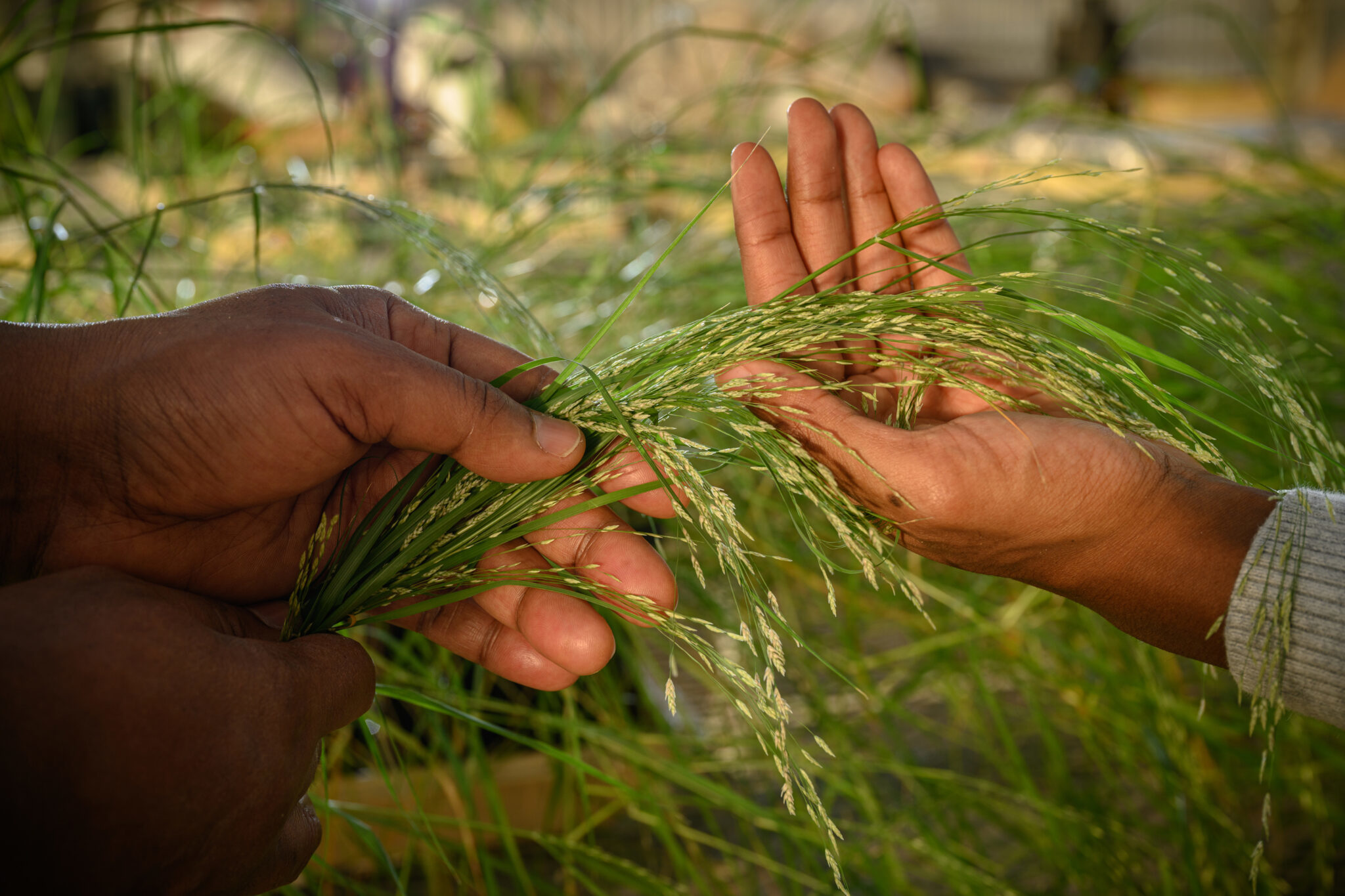 Gluten-Free African Grain Found To Have Antioxidant Properties