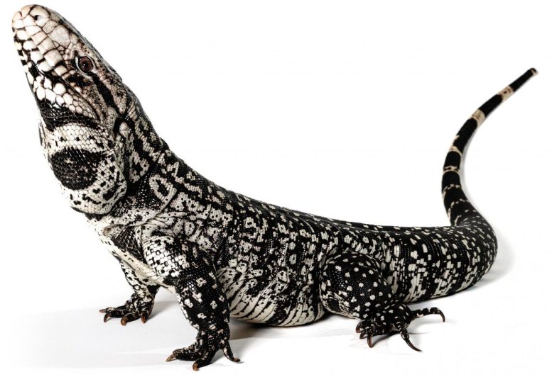 Tegu Exotic Pet