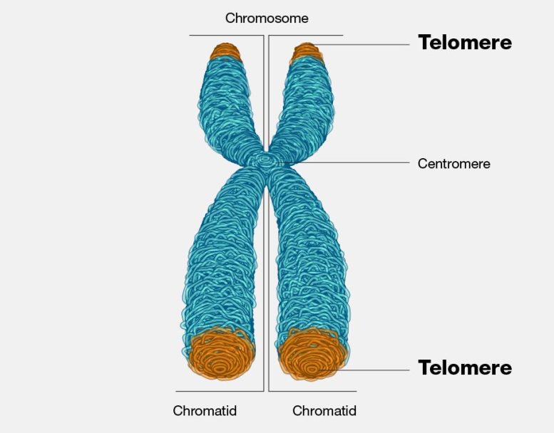 Illustrazione del telomero