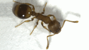 Temnothorax nylanderi Ant