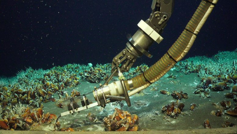 Temperature Measuring at Karambusel Hydrothermal Vent Site