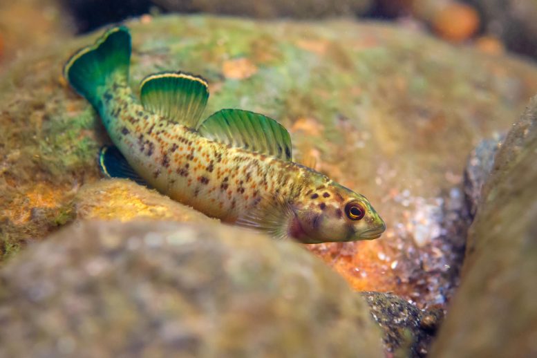 Tennessee River Basin Greenfin Darter Fish