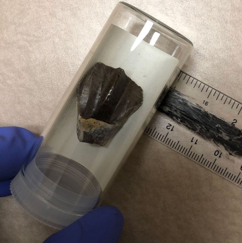 Tenontosaurus tilletti Tooth