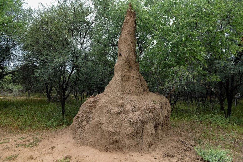 Termite Mound Seen in Gaborone Game Reserve in Botswana