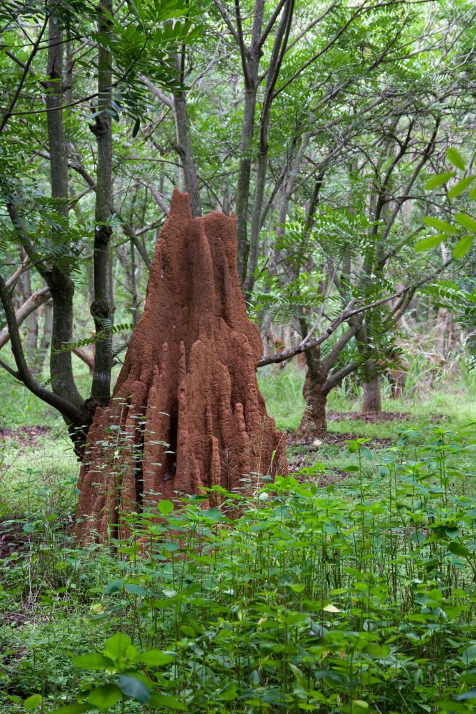 Termite Mound in Bangalore, India