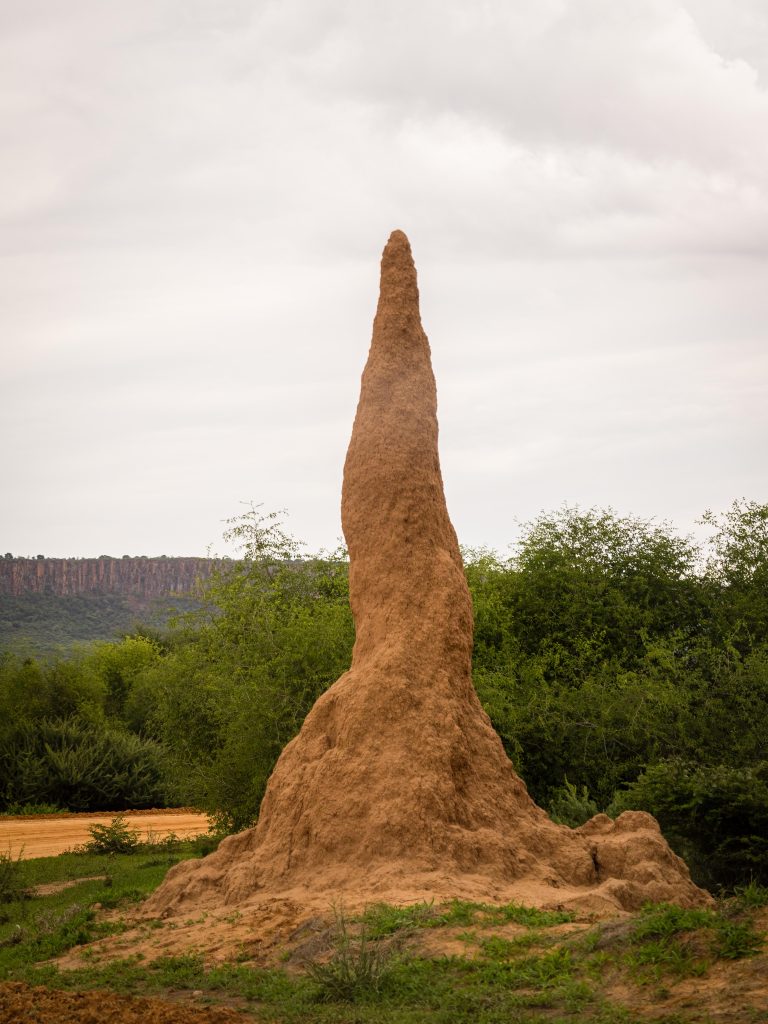 Termite Mound in Waterberg, Namibia