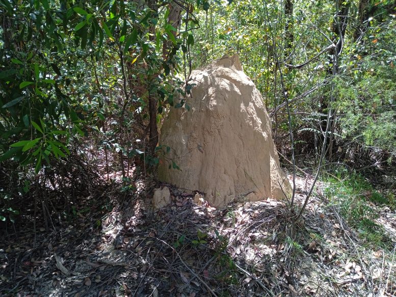 Los investigadores descubren el secreto de cómo las termitas construyen sus nidos gigantes