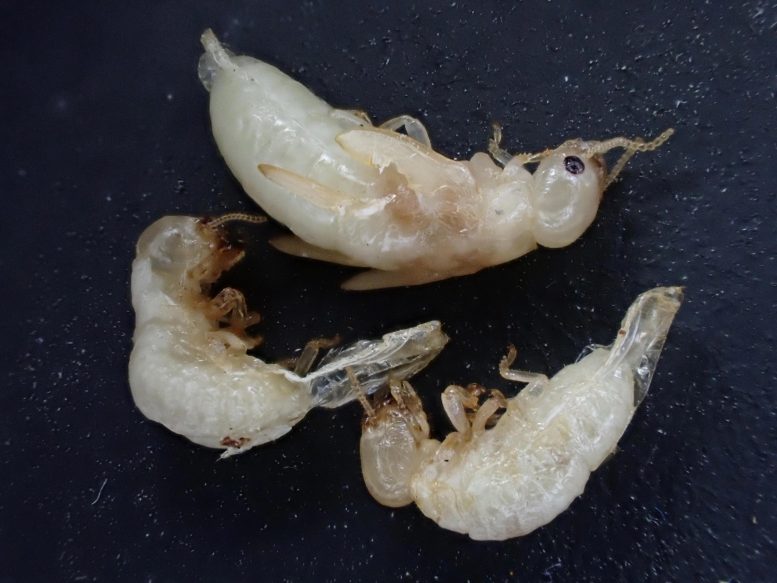 Termites Deceased From Bistrifluron Treatment