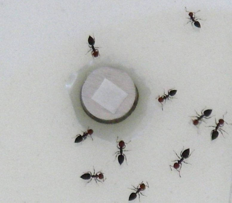 Test Ants for Volatile Repllence