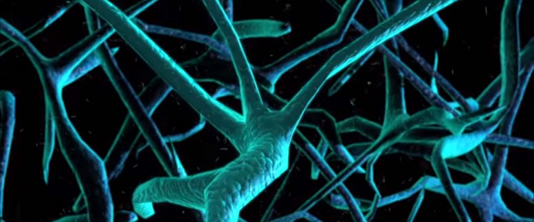 Test for Alzheimer’s Disease Directly Measures Synaptic Loss