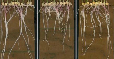 Chemical Cartography: Mapping the Hidden World of Plant Roots