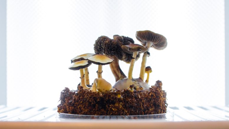 Testing Psychedelic Compounds in Fungi