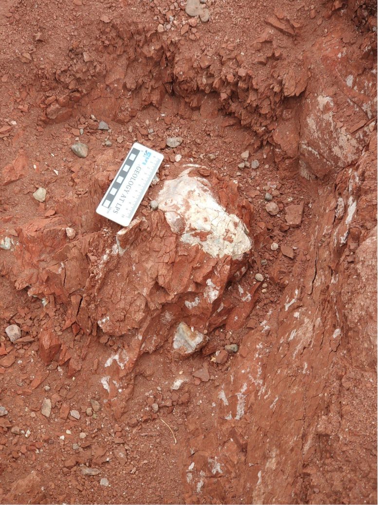 Tetrapod Skeletal Fossils