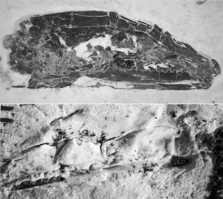 Tetrapodophis Fossils