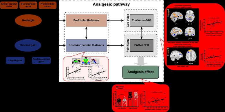 Thalamus-centric pathways affected by analgesic effect