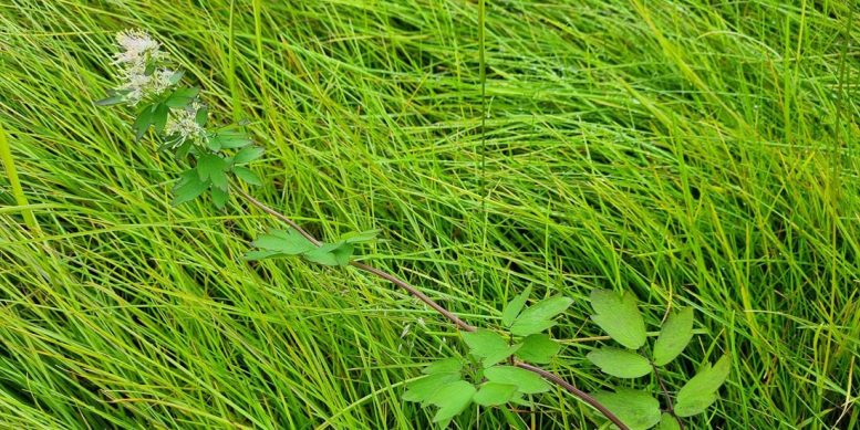 Thalictrum flavum