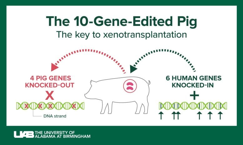 The 10-Gene-Pig Infographic