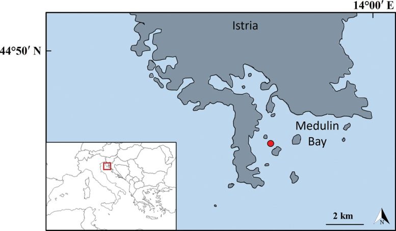 The Area in the Northern Adriatic Sea Where Lagocephalus sceleratus Was Caught