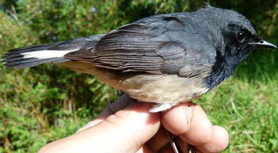 The Blackthroat Luscinia Obscura Discovered