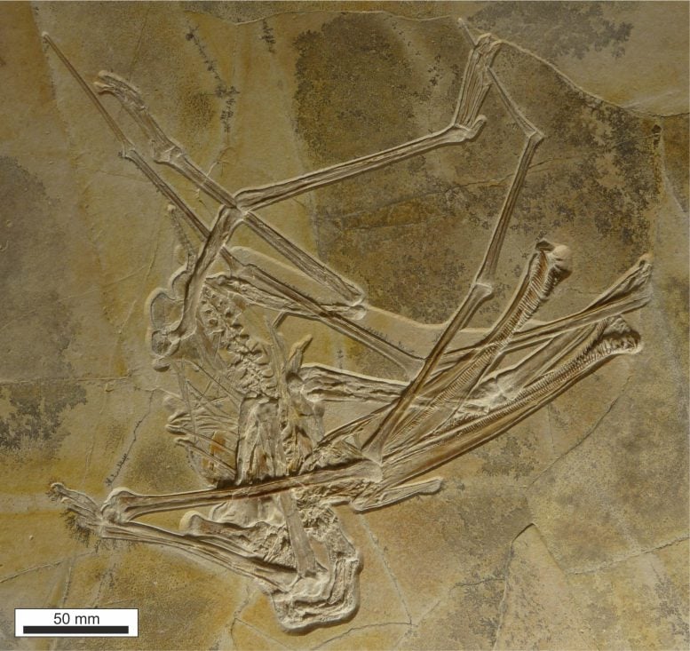 The Bones of Balaenognathus maeuseri
