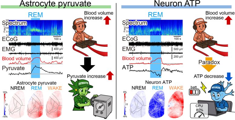 The Brain Energy Paradox During REM Sleep