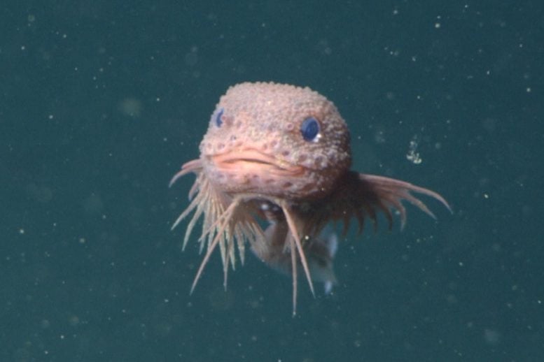 The Bumpy Snailfish Careproctus Colliculi