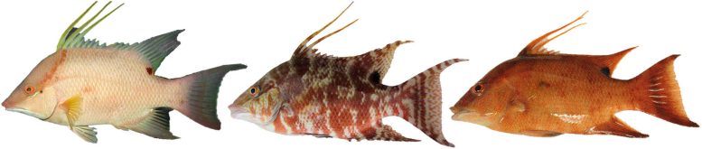 The Color Changing Hogfish