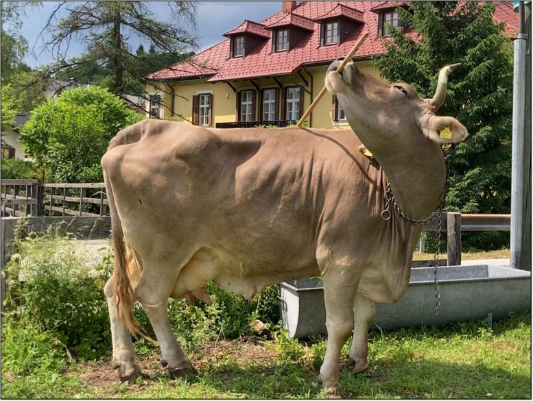 The Cow Veronika Using the Broom