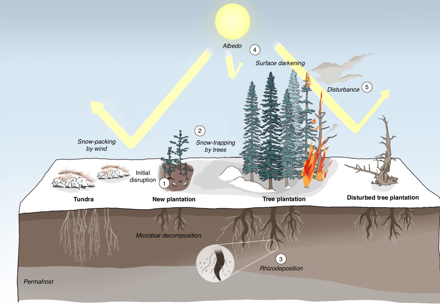 Planting Trees in the Wrong Places Could Actually Speed Up Global ...