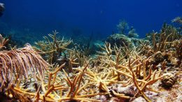 The Effect of Coral Restoration on Caribbean Reef Fish Communities