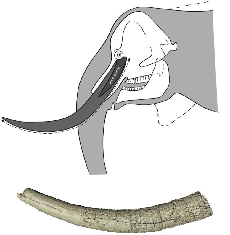 The Elephant Tusk and Its Estimated Original Position