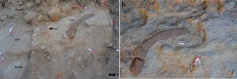 The Elephant Tusk and Tools Found Within the Site’s Archaeological Layers