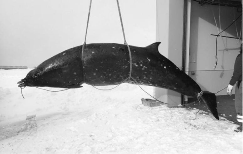 The Ginkgo Toothed Beaked Whale