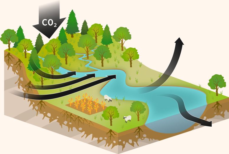 The Global Carbon Cycle With Trees and Plants Absorbing CO₂