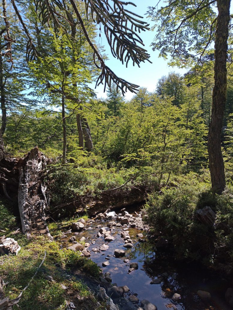 The Habitat of Alsodes Vittatus