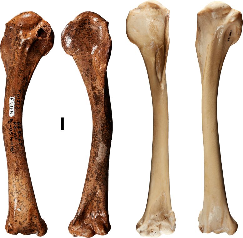 The Humerus of the Newly Described Dynatoaetus pachyosteus Compared to That of the Living Wedge Tailed Eagle