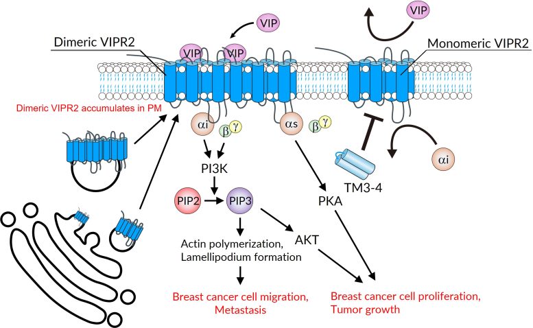 The Involvement of Dimeric VIPR2 in Tumor Growth and Metastasis