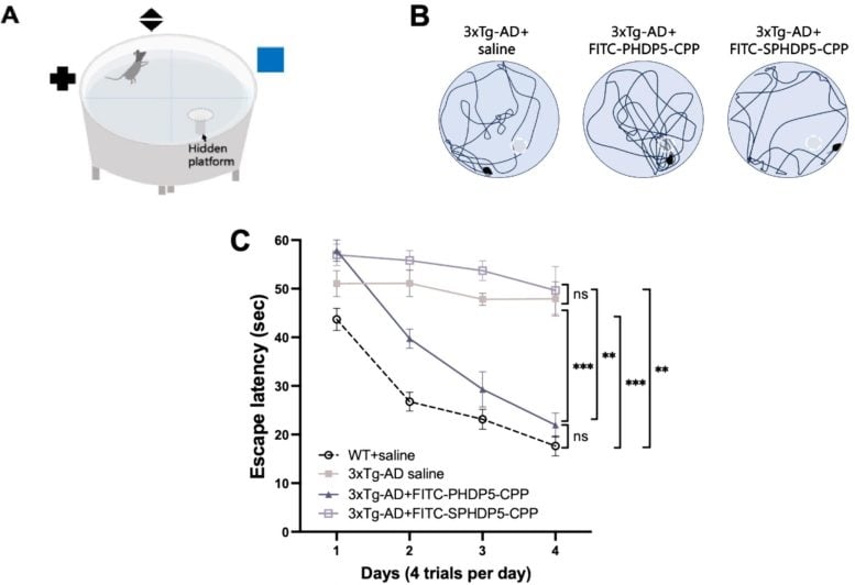 מעכב ה-Microtubule Dynamin Binding Peptide PHDP5 מציל למידה מרחבית וחסרי זיכרון בעכברי מודל מחלת אלצהיימר