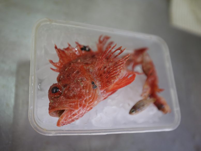 The Parallel Spine Scorpionfish