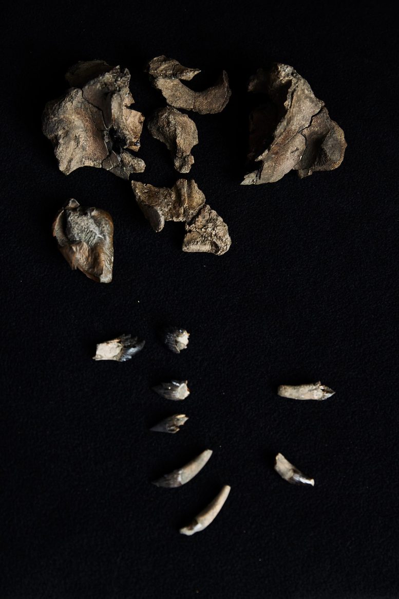 The Partial Skull and Teeth of Janjucetus dullardi