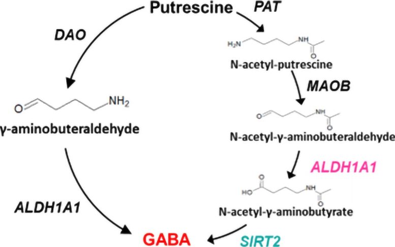 The Putrescine to GABA Production Pathway