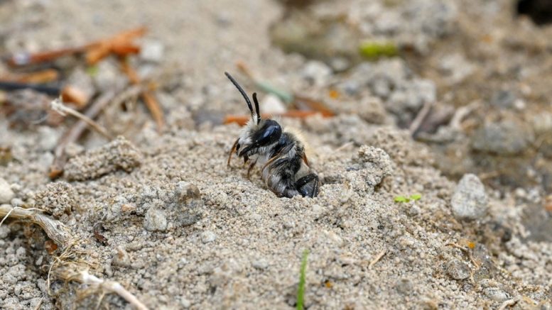 The Regular Mining Bee Andrena regularis