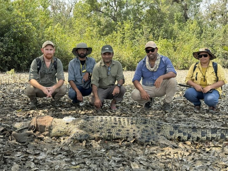 The Research Team With a Saltwater Crocodile Being Released Into the Wild