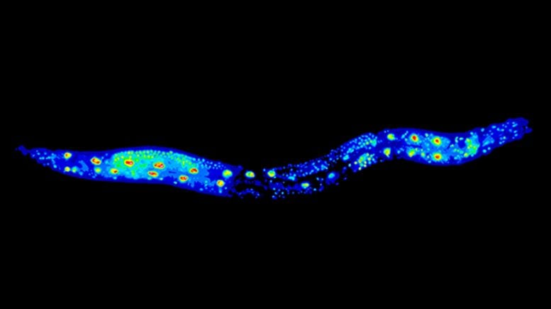 The Roundworm Caenorhabditis elegans Longevity Gene