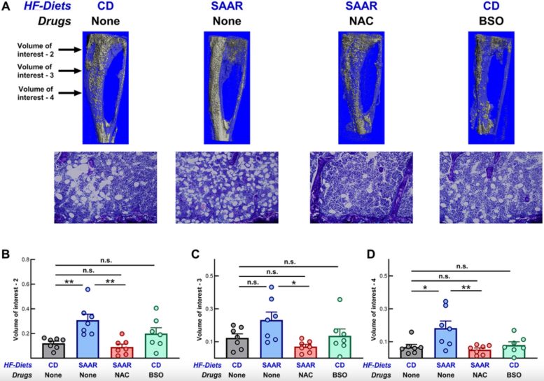 The SAAR Diet but Not BSO Increases Marrow Adipocytes in Tibiae