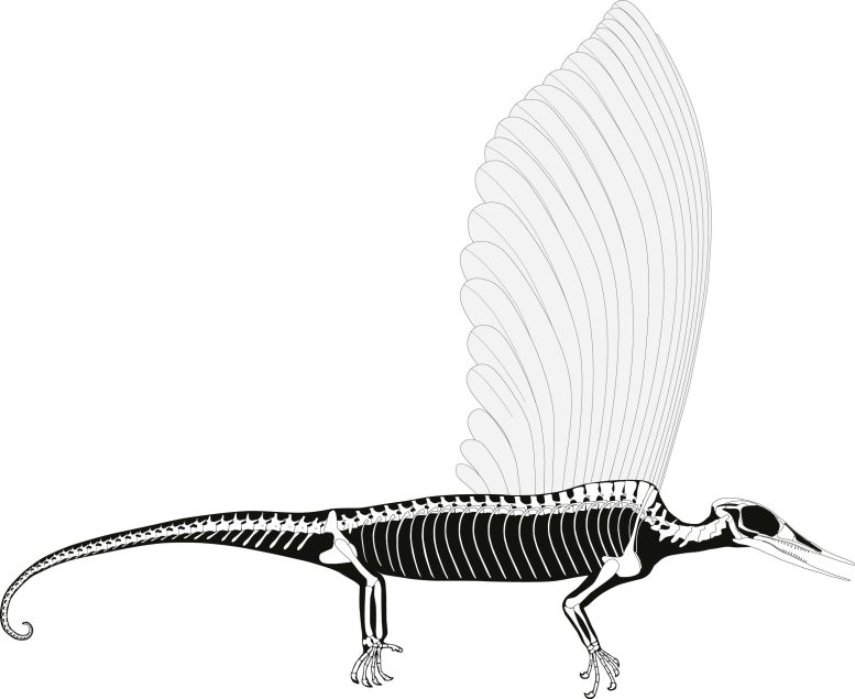 The Skeleton of Mirasaura