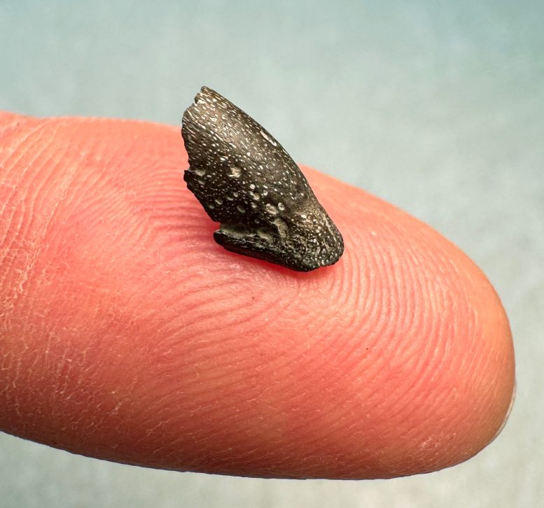The Tip of a Hatchling Bird Beak Sits on the End of a Finger