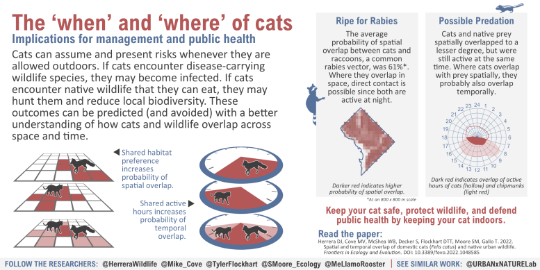 The “When” and “Where” of Cats Infographic