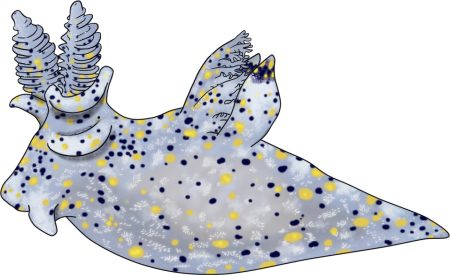 Samla Slug Scientists Discover a Sea Slug Smaller Than a Sesame Seed in Taiwan